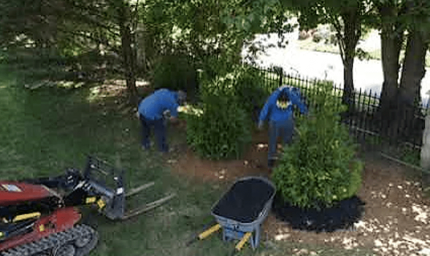 Tree Planting